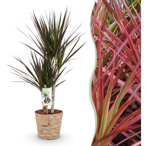 Dracaena Magenta Plante d'Intérieur Arbre à Sang de Dragon avec Panier Hauteur 70-80cm Pot 17cm - PANGIVO (1/5)