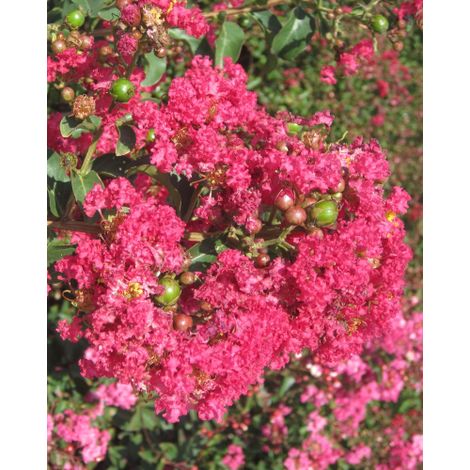 Lagerstroemia indica Rosa acceso "Caroline Beauty" pianta in vaso 7x7