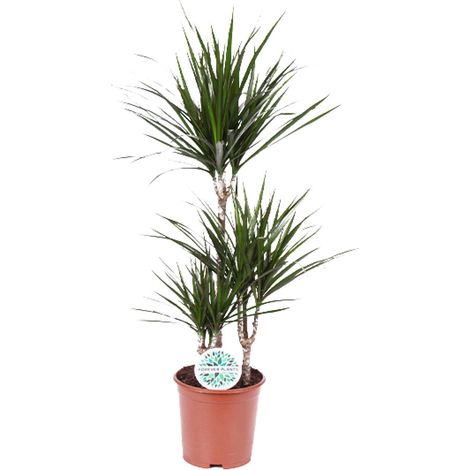 Dracaena Marginata - Dragonnier Plante d'Intérieur Facile d'Entretien - Ø21 cm - 115 cm - PANGIVO (1/4)