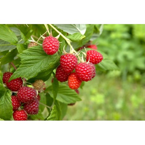 Lampone rosso "Rubus idaeus Rossana" frutti di bosco pianta in vaso  18 (1/4)
