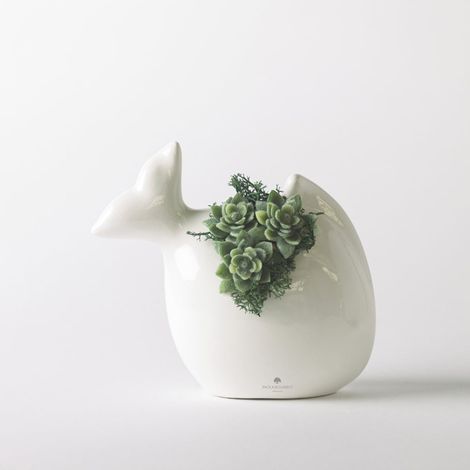 Plante succulente en pot céramique artisanale pour décoration et cadeau Pesciolino - Blanc