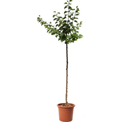 Pianta di Albicocco - Albero da Frutto da Esterno - Vaso Ø 24 cm (1/3)