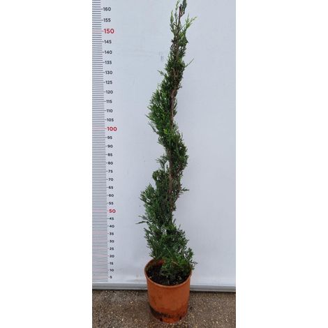 PIANTA DI CUPRESSOCYPARIS LEYLANDII SPIRALE IN VASO CLT 15 (foto reali) CIPRESSO