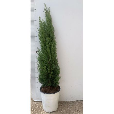 PIANTA DI CUPRESSUS SEMPERVIRENS " TOTEM" VASO 19 CM H 75/80 CM ( FOTO REALI)