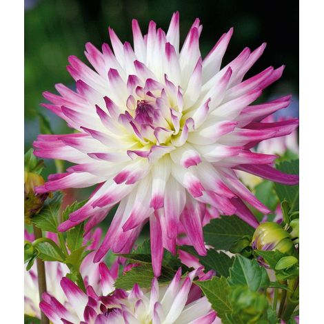 DAHLIA CACTUS HALEY JANE