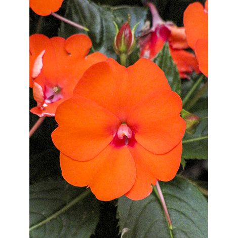 Balsamine, Impatience 'Sunpatiens Compact Electric Orange Mini-motte Ø 3/4 cm, Plant vert de 5 à 10 cm de haut (par 5)