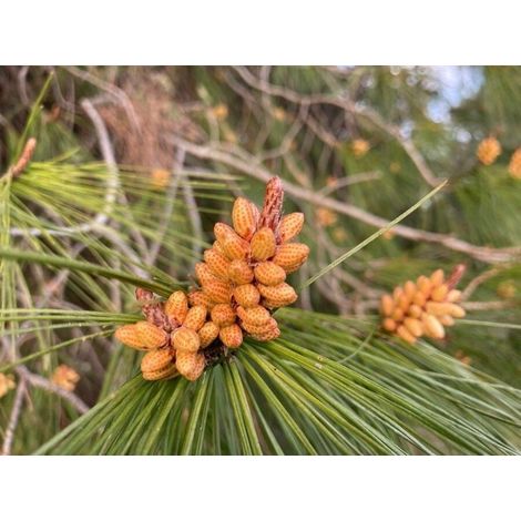 N.2 PIANTA DI PINO D' ALEPPO "PINUS HALEPENSIS" IN ALVEOLO (foto reale)