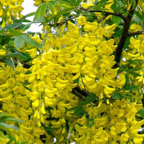 Cytise commun - Laburnum anagyroides - 50-60 cm pot