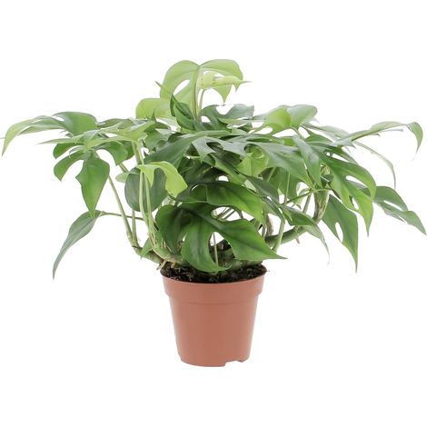Monstera Minima - Piante Rampicanti Vere da Interni - Altezza 25-30 cm Vaso Ø 12 cm (1/4)