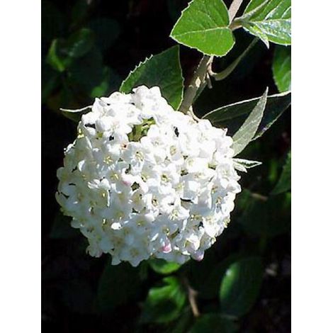 Viorne de Burkwood Pot de 3L/4L (1/3)