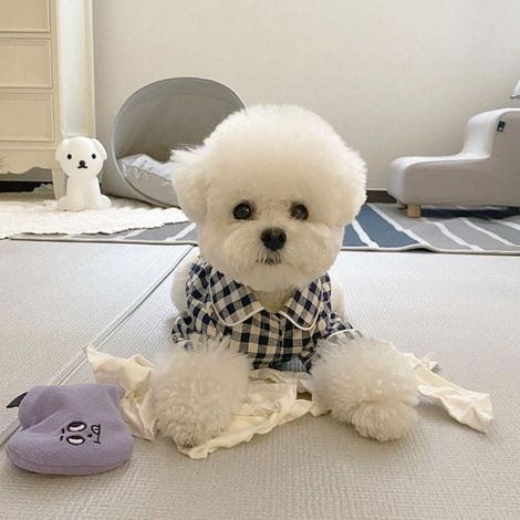 Pyjama pour chien avec fermeture à crochet et boucle en coton à carreaux avec poche arrière pour chiot chat printemps été Bleu profond M 25 cm de longueur, 35 cm de buste, 2 à 2,75 kg/4,4 à 6,1 lb (1/5)