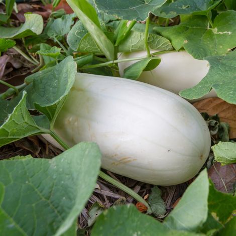 Plant Courge spaghetti en pot