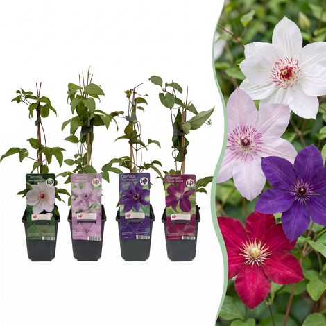 Clématite Plante Grimpante pour Pergola Mur Clôture Violet Rouge Rose Blanc Lot de 12 (1/5)
