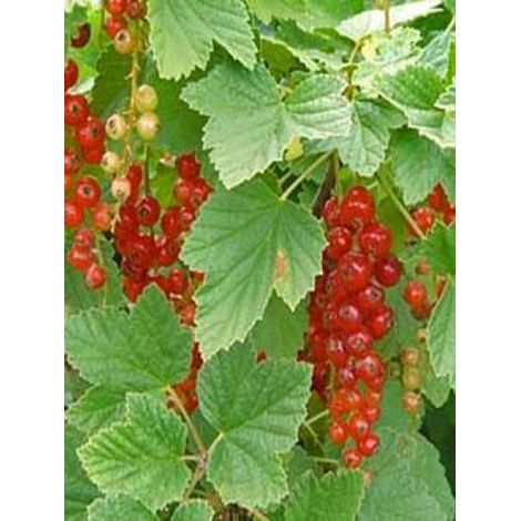 Groseillier 'Rovada' Pot de 1,5L/2L, Buisson (1/2)