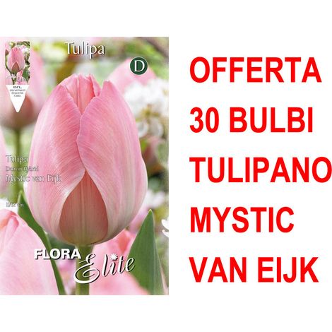 OFFERTA 30 BULBI TULIPANO DARWIN HYBRID MYSTIC VAN EIJK BULBS