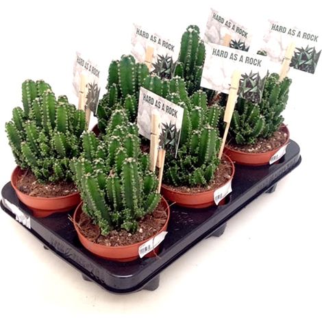 Pack de 6 Plantas Cactus Natural Cereus en Macetas M12