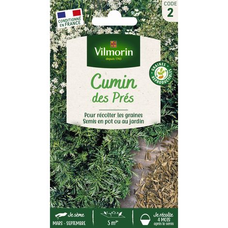 Cumin des Prés Vilmorin (1/2)
