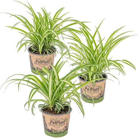 Bloomique - Lot de 3 - Chlorophytum 'Variegatum' - Plante araignée - Dépolluante - Sans danger - Hauteur 20-30 cm - Pot 12 cm