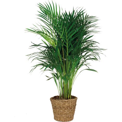 Bloomique - Dypsis Lutescens - Palmier Areca - Plante d’intérieur - Dépolluante - Sans danger pour les animaux - Hauteur 100-110 cm - Panier en rotin 21 cm