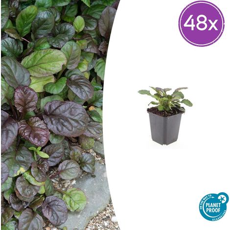 Lot de 48 Ajuga reptans 'Catlin's Giant' Bugle Rampante Couvre-sol Persistant Fleurs Bleues Ø 9 cm - PANGIVO (1/5)