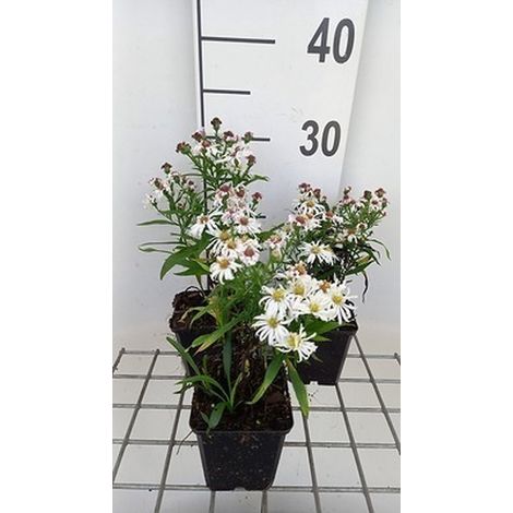 6x Aster - Aster dum. 'Kristine' pot 9x9 cm