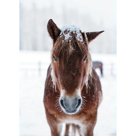 Tableau sur toile cheval des neiges 100x140 cm - Impression sur Toile Murale Décorative - Image imprimée en HD sur Toile - Toile sur Châssis en Bois FSC - Fabriqué en France