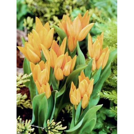 Tulipe pluriflore 'Shogun' Bulbe calibre 7/8 (par 10) (1/2)