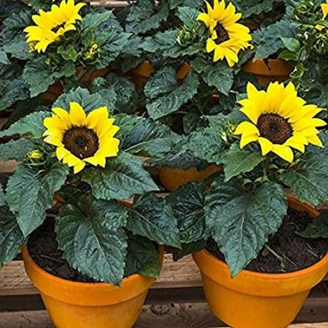 Graines de Tournesol Nain – 100 Graines – Variété à Tige Courte – Fleur Unique – Idéal pour Pots et Massifs (1/5)