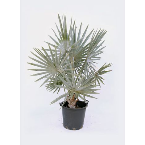 Bismarckia nobilis - Bismarkia nobilis vaso 20
