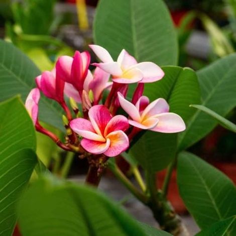 1 cutting - Plumeria rubra (Frangipani)  pink white