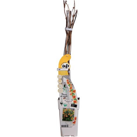 Campsis Summer Gold Trumpet - Bignone à Fleurs Jaunes - Pot Ø15cm - Hauteur 65cm - PANGIVO (1/5)
