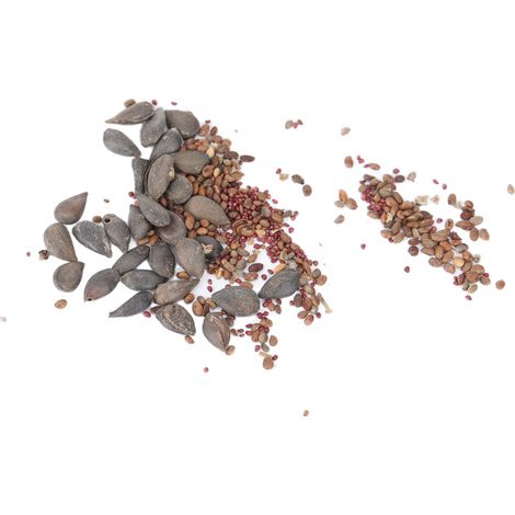 100 graines de 5 variétés de fruits comestibles (mûres, myrtilles, fraises, framboises) pour jardins et balcons. (1/5)