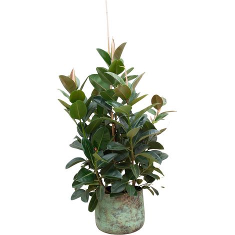 Ficus Robusta Ramifié Plante d'Intérieur Caoutchouc Grandes Feuilles Vertes 150 cm ø38 cm - PANGIVO (1/4)