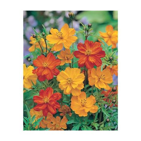 COSMOS BRIGHTLIGHTS - 1 G