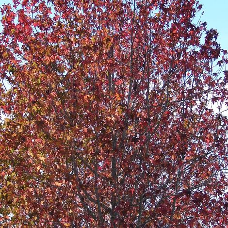 Copalme d'Amérique Rotundifolia, Liquidambar/Pot de 15L - Baliveau