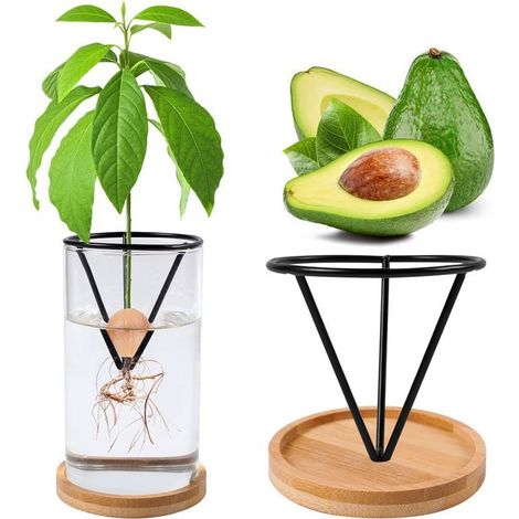 Vase de démarrage en verre pour germination de glands – Kit de culture de glands avec base, terrariums hydroponiques pour décoration d'intérieur, cadeau inhabituel pour les amateurs de (1/5)