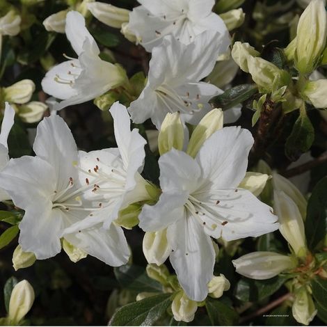 Azalée Japonaise blanc - Azalea japonica - 25-30 cm pot (1/5)