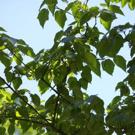 Érable du Père David, Acer davidii/Pot de 15L - Baliveau (1/2)