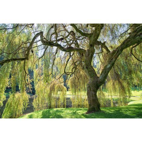 Salice piangente di Pechino "Salix matsudana tortuosa" pianta in vaso h. 140/170 cm (1/5)