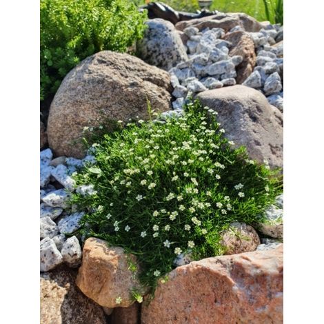 Sagine subulée 'Green Moss' Godet de 8/9 cm (1/2)
