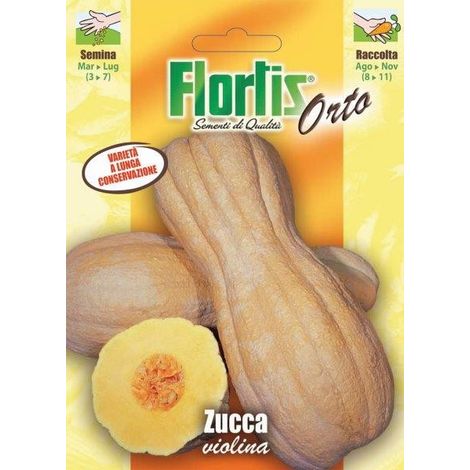 ZUCCA VIOLINA