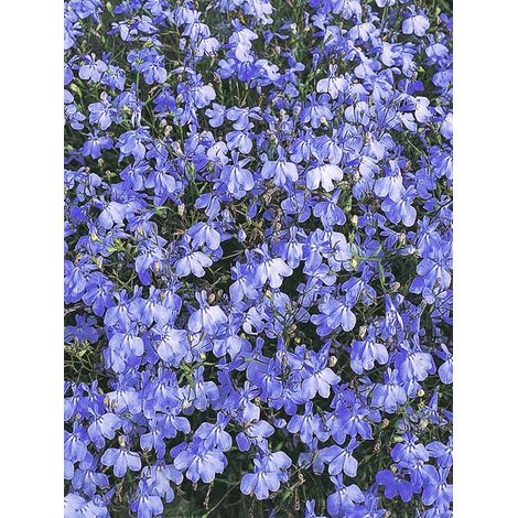 Lobélie 'Blue Cascade' le sachet de 5100 graines (0,2g)