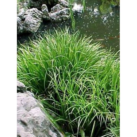Acore gramineus Godet de 8/9 cm