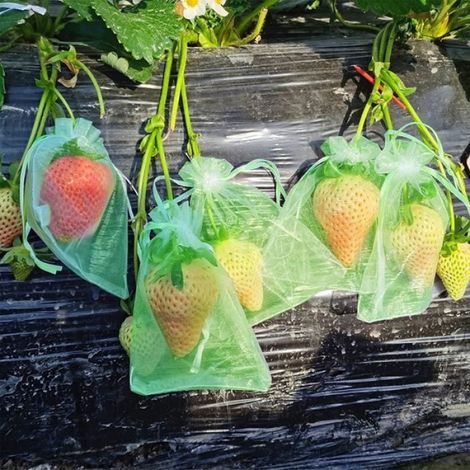 100 Sac Protection Fruits Sacs Filets, Protection des Raisins Grappes, Contre Les Guêpes et Oiseaux Insectes 20 x 15 cm (1/4)