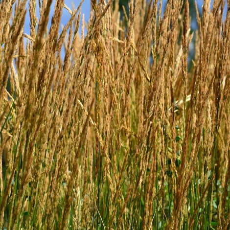 Calamagrostis Karl Foerster' - Calamagrostis acutiflora Karl Foerster' pot 7,5L