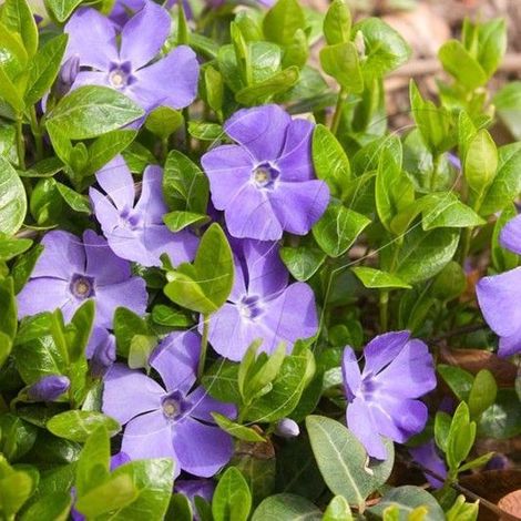 6 grandes pervenches (Vinca major) - Couvre-sol persistant en pot de 9 x 9 cm, hauteur 5-10 cm (1/5)