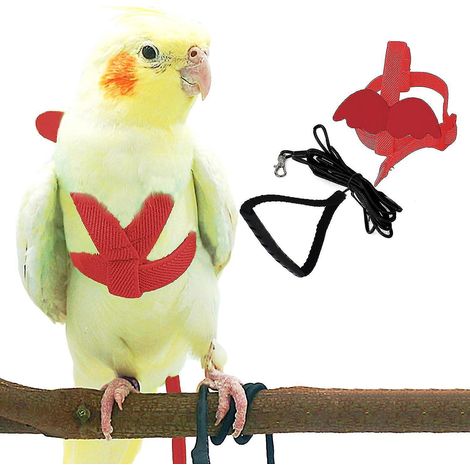 Verstellbares Vogelgeschirr mit 2-Meter-Leine, Outdoor-Flugset mit Trainingsseil für Papageien und Nymphensittiche – XS – Rot (1/5)