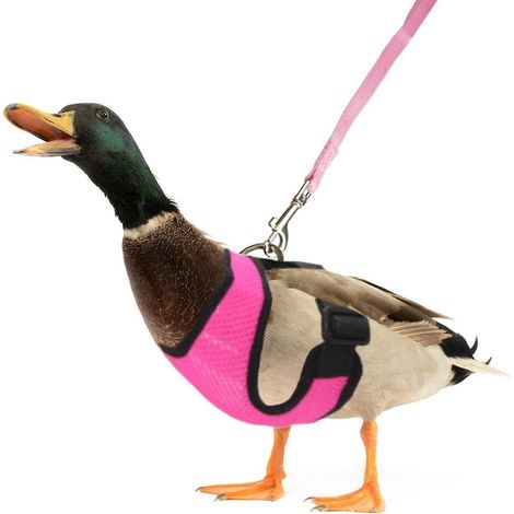 Geschirr und Leine für Küken, Enten und Gänse – Bequeme und verstellbare Weste – Rosarot