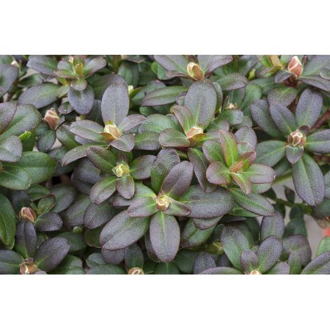 Zwergalpenrose 'Shamrock' Rhododendron hanceanum 'Shamrock' 2L 20- 25