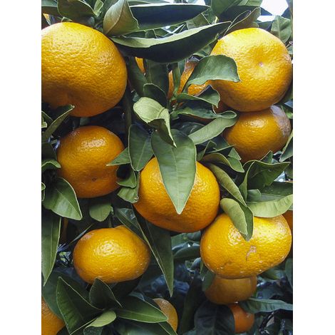 Mandarinier Satsuma 250cm – Pot de 4L/5L – Feuillage persistant – Fleurs blanches parfumées – Exposition soleil